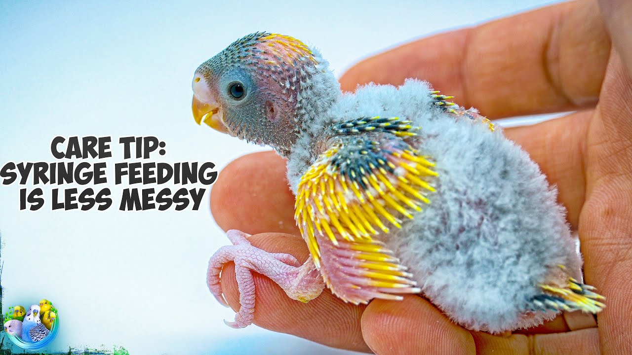Secrets of Successful Budgie Breeding: Your Home Breeding Guide!