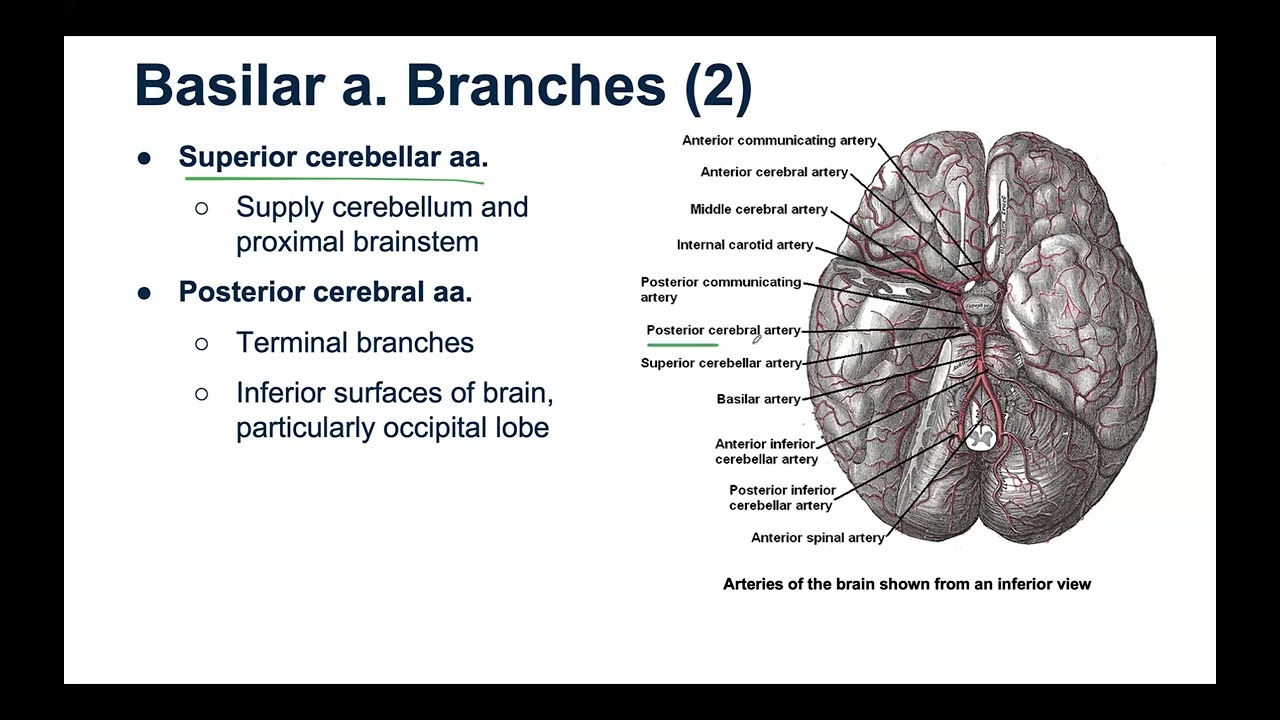 Arteries of Brain