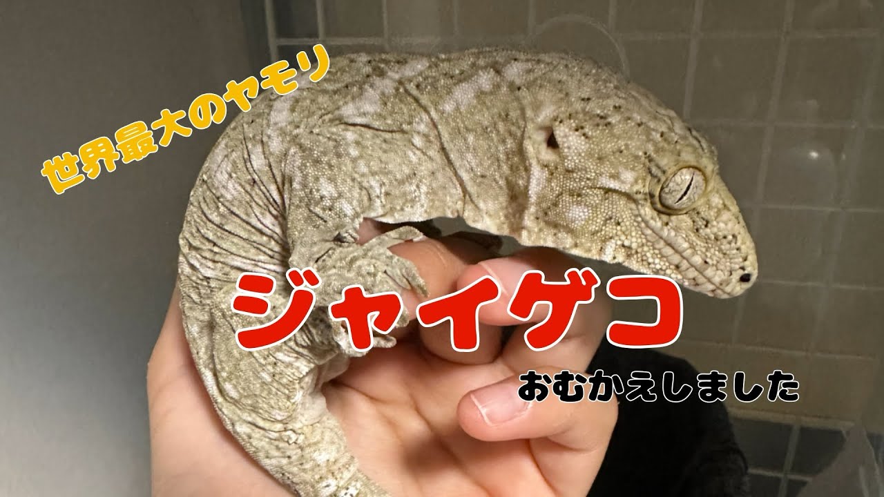 【世界最大のヤモリ】ジャイゲコをおむかえしました