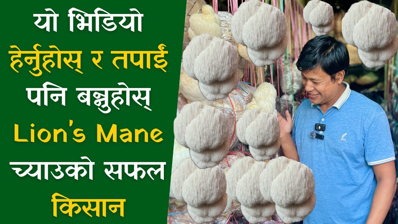 तपाईंको हातमा २००० रुपैयाँ किलो: Lion's Mane फलाउने सरल तरिका ||  Lion's mane mushroom farming