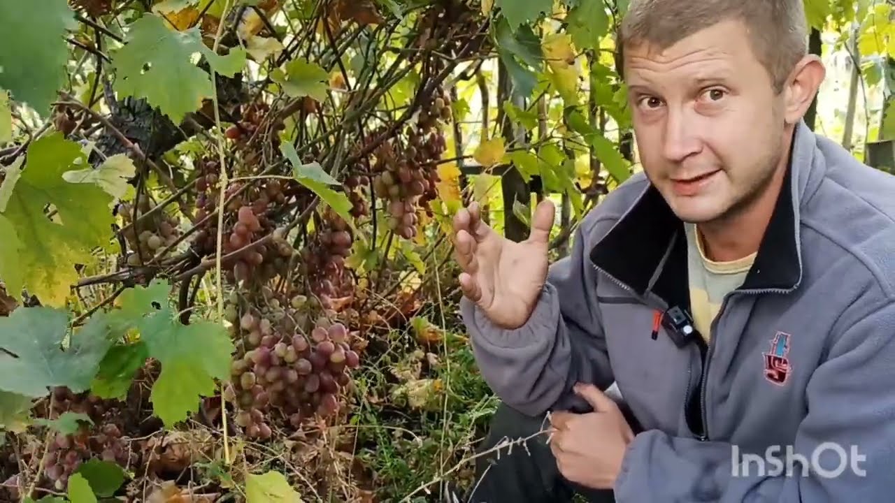 Запущенный виноградник | 5 месяцев без ухода | Обзор