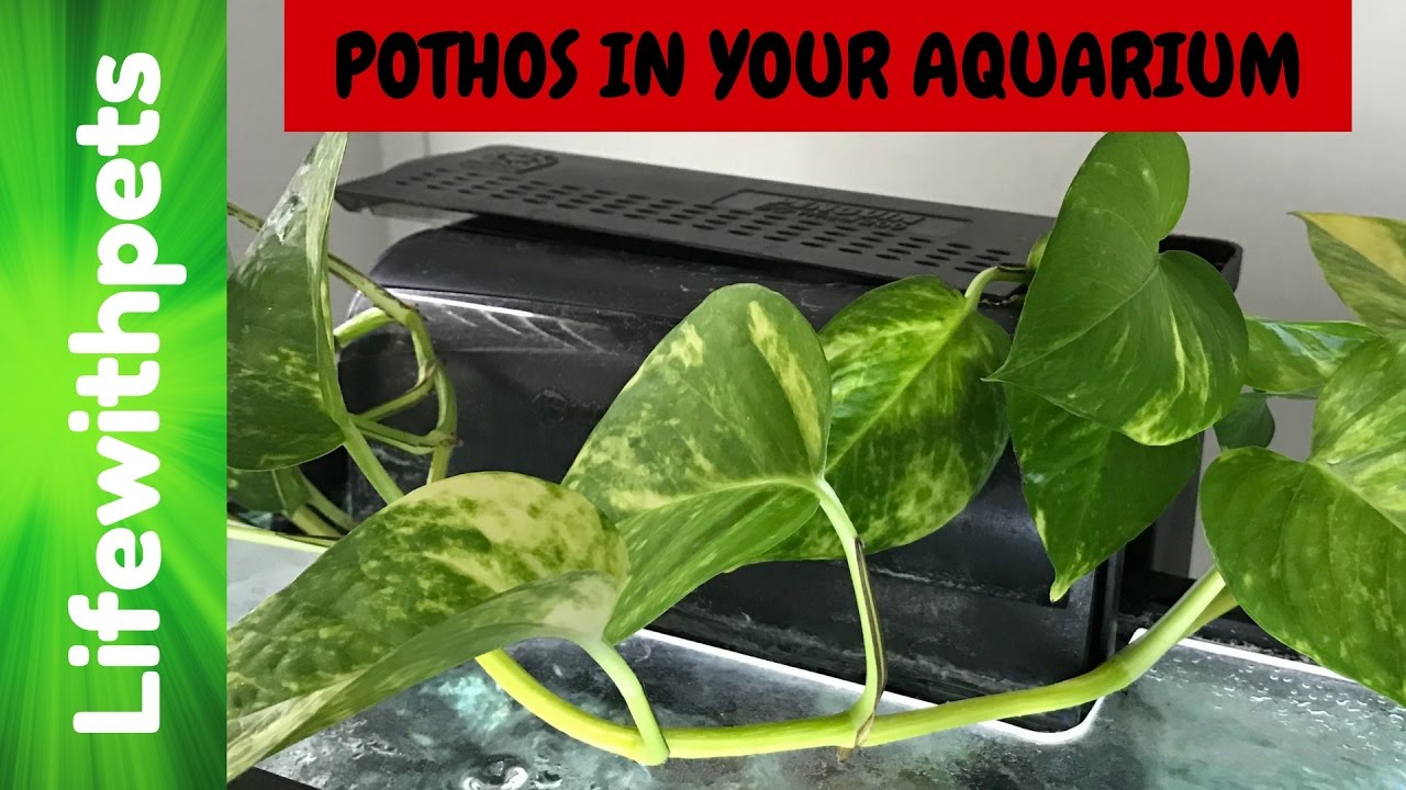 How to Use a Pothos Plant in your Aquarium.