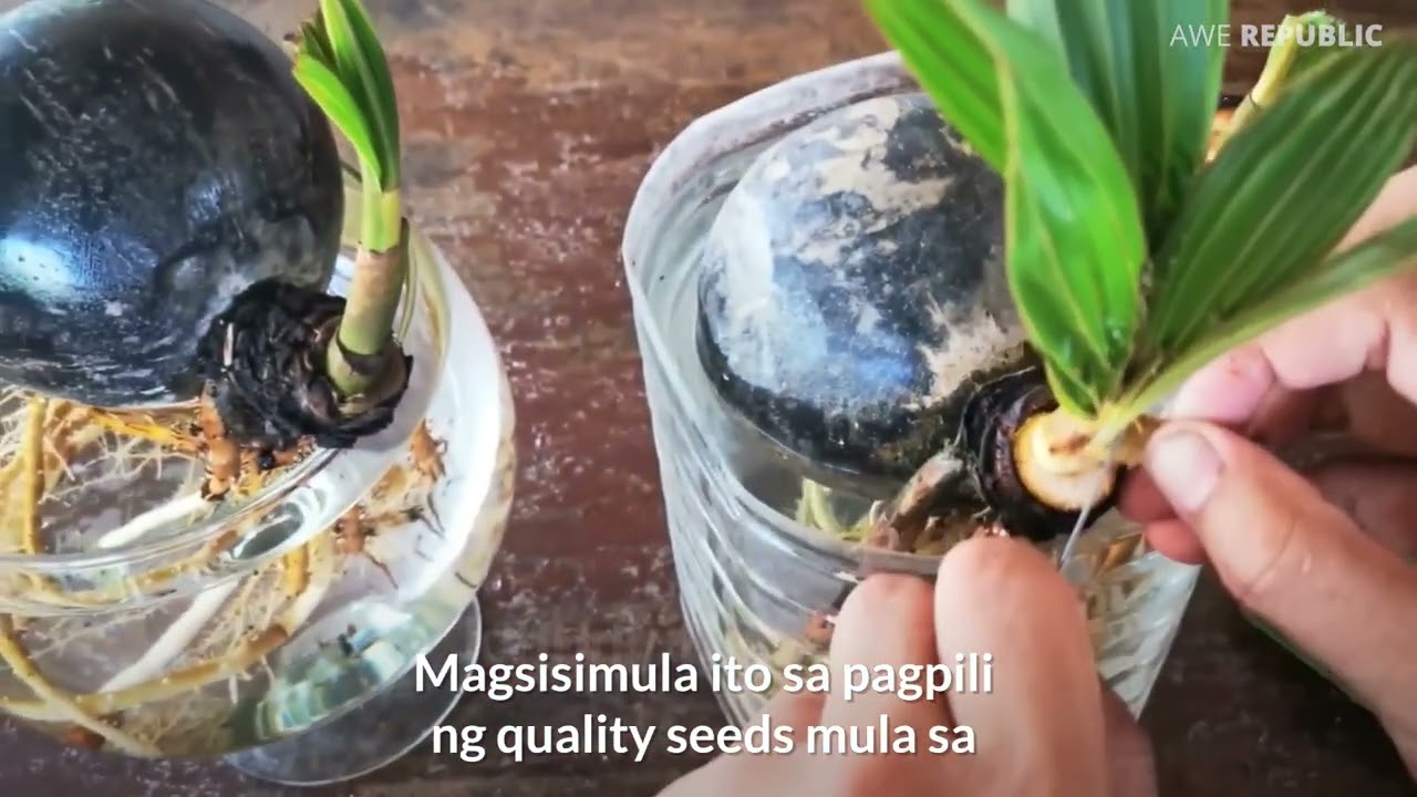 Mapapabilis ang pag-akyat mo ng puno sa machine na ito.