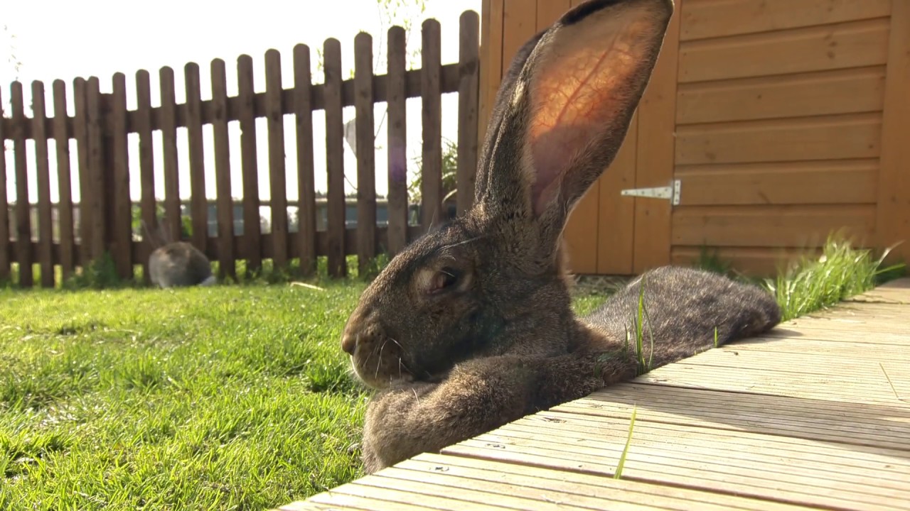 Daisy May The Bunny with the longest tail .And Darius Guinness World Records