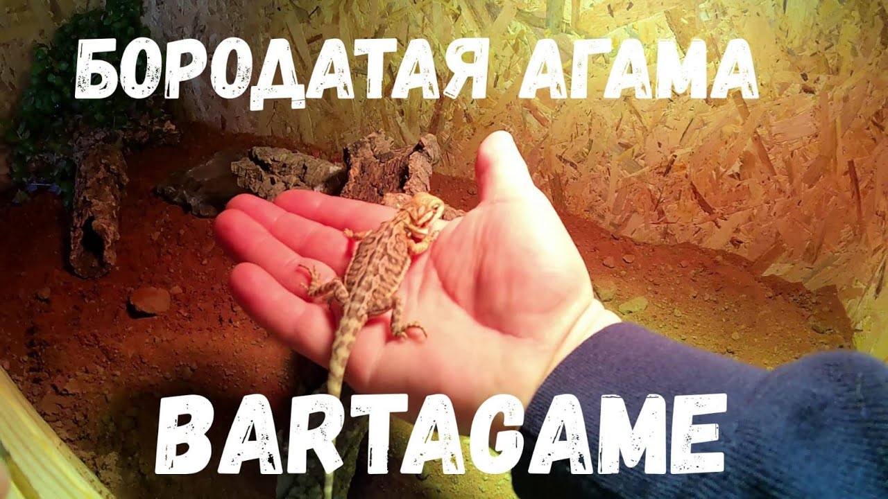 Бородатая агама, купили сыну подарок на день рождения!