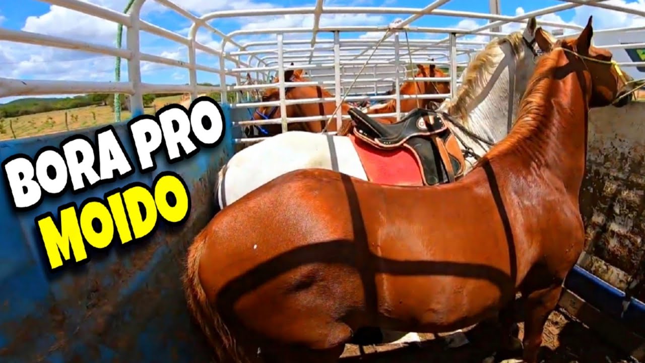 INDO PRA CAVALGADA | O DIA DIA DO VAQUEIRO. 