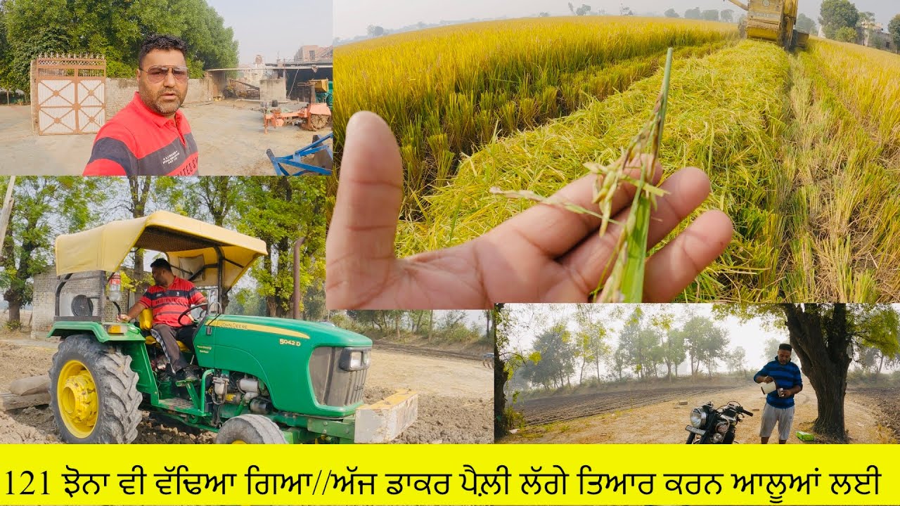 ਅਖਾੜੇ ਆਲੂਆ ਵਾਲੀ ਡਾਕਰ ਪੈਲ਼ੀ ਤਿਆਰ//pR 121 ਝੋਨਾ ਵੀ ਵੱਢਿਆ ਗਿਆ//The PR 121 paddy has been harvested,SEERA