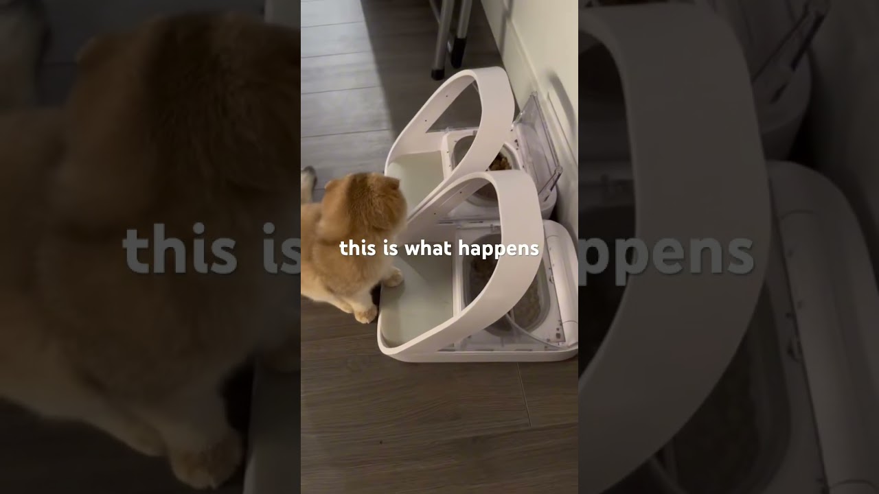 Are microchip pet bowls effective ?