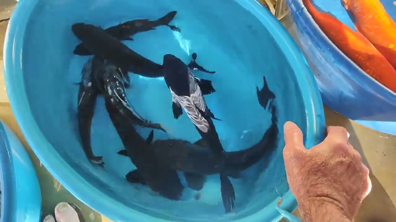 Nova colheita de Carpas Koi