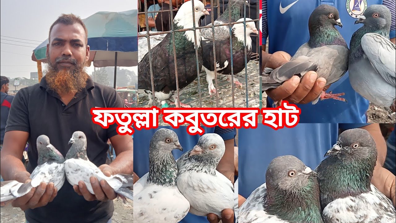 নারায়ণগঞ্জ ফতুল্লা কবুতরের হাট। কালারিং কবুতরের হাট ফতুল্লা কবুতরের হাট । আজ রোজ মঙ্গলবার।