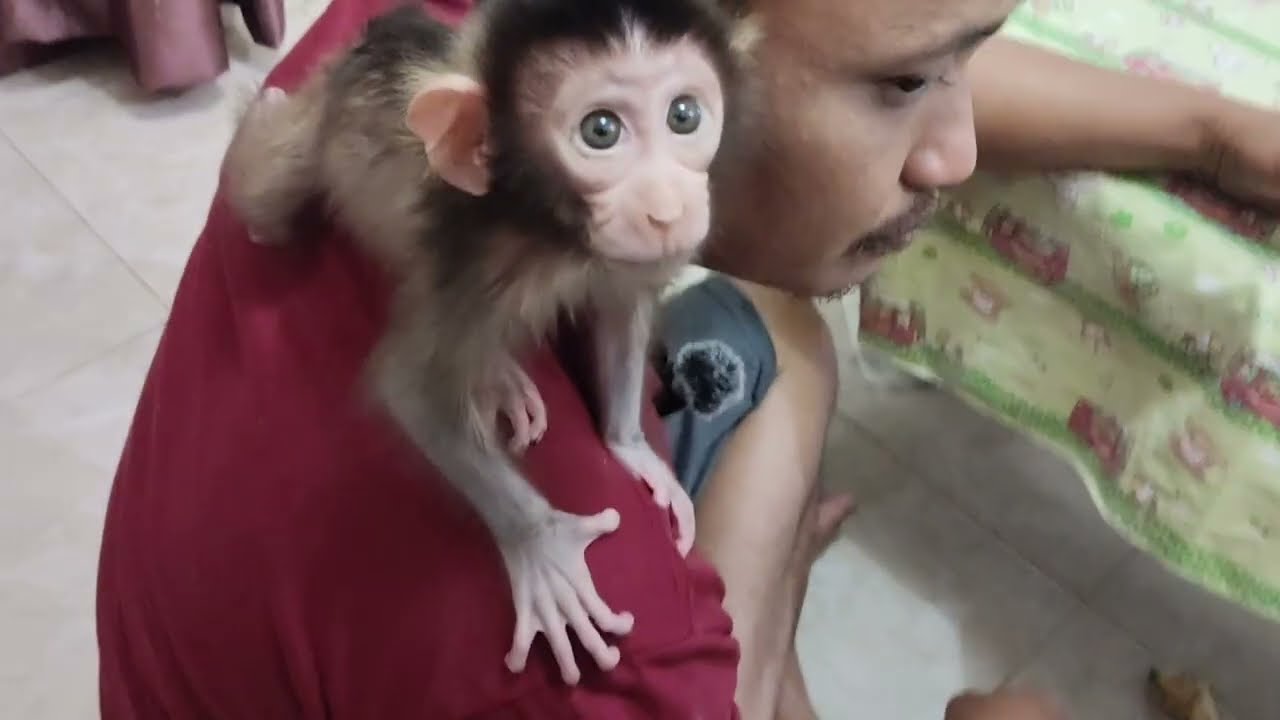 It turns out that the boni baby monkey doesn't want to eat bananas yet.
