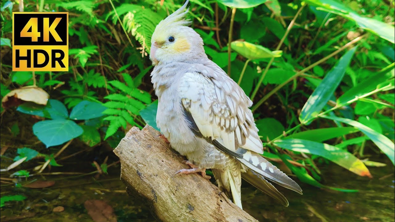 Soothing Bird Whistles by the River 🌊 Calm Your Mind with Cockatiel Sounds