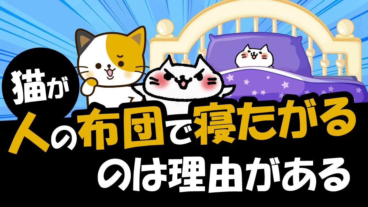 猫が飼い主の布団で寝るのは実は6つの理由・心理がある！