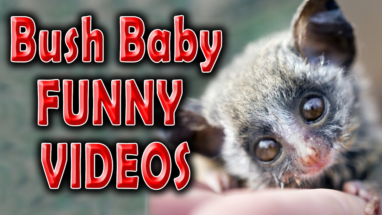 Best of Funny, Adorable and Cute Bushbaby Compilation 2020 | Latest Bush Baby Videos 2020
