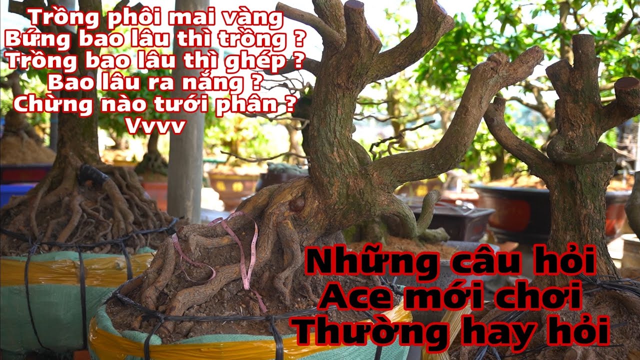 cách trồng mai vàng phôi mới mua về _ trồng phôi mai vàng - khi nào ghép mai vàng .....