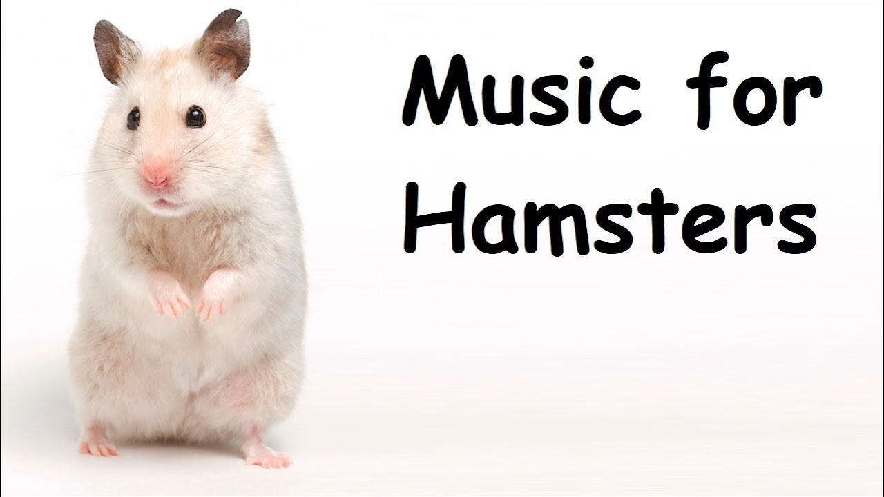 Relaxing Music for Your Pet • Relax Your Hamster and Help Your Hamster Sleep with Soothing Music 003