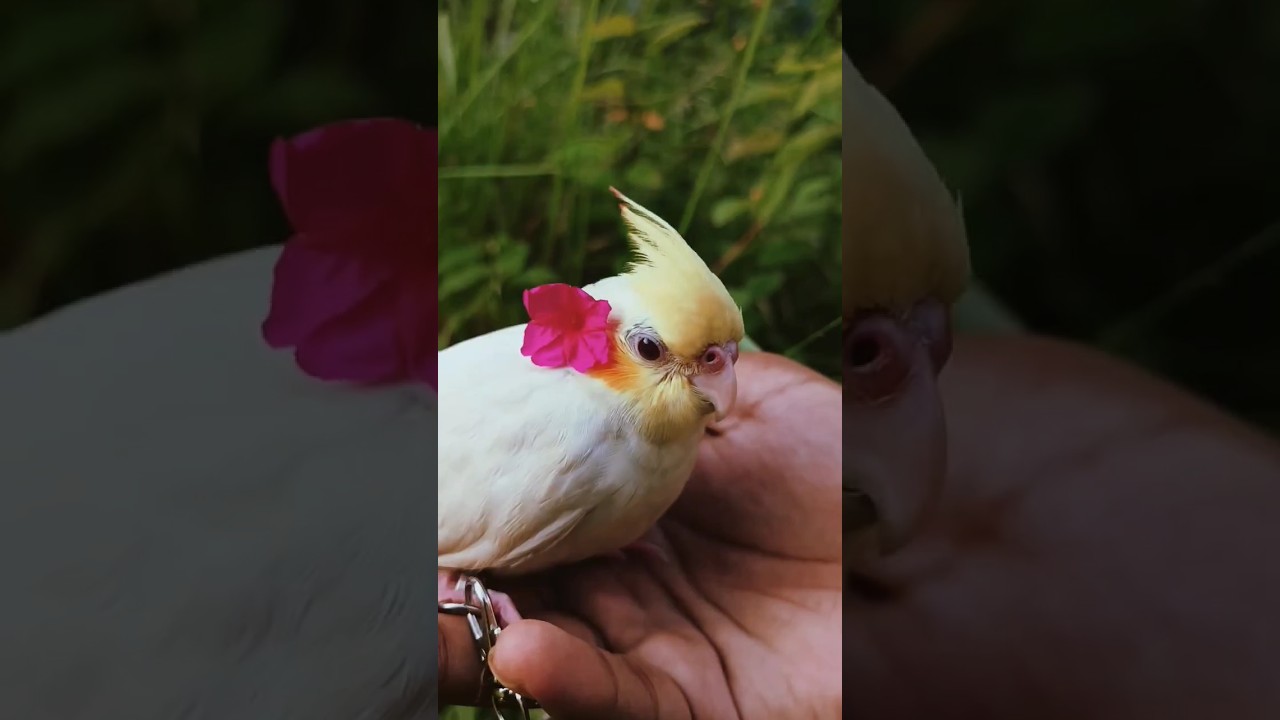 My Cockatiel flew away 😞💔