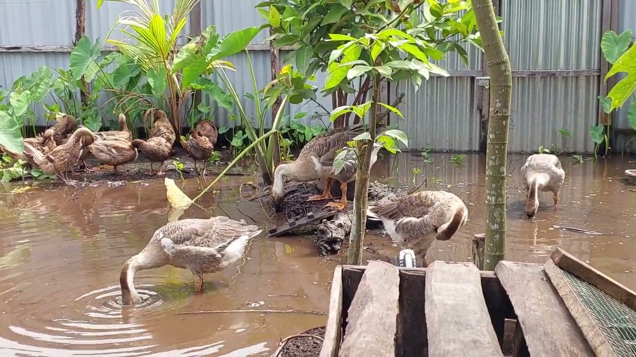 Hujan, Bebek Bahagia