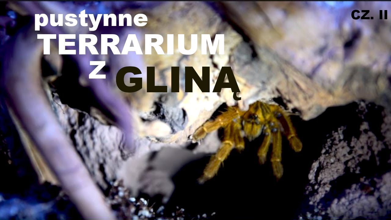 PTERINOCHILUS MURINUS USAMBARA GNIAZDO SIĘ ZAWALIŁO ? wyjmujemy torebkę foliową ! terra z gliny[2/2]