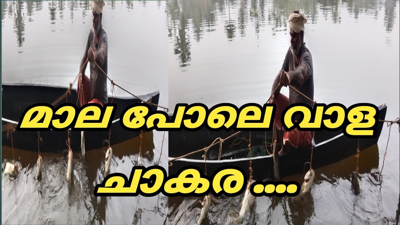 മാല പോലെ വാള ചാകര ....@ldandrdmedia604