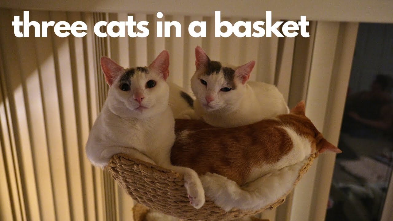 Three Cats in a Basket x Für Elise