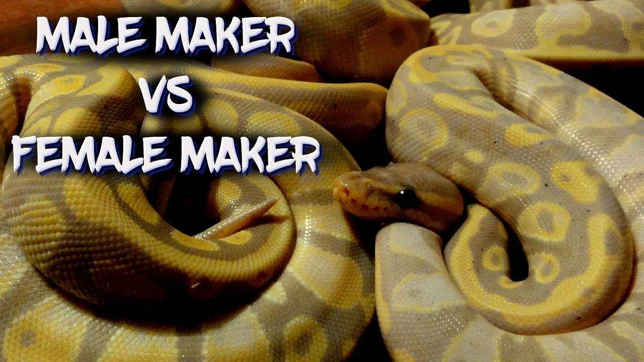 Male Maker vs. Female Maker