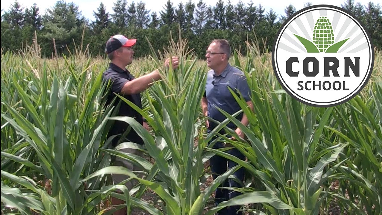 Corn School: How short plants impact yield