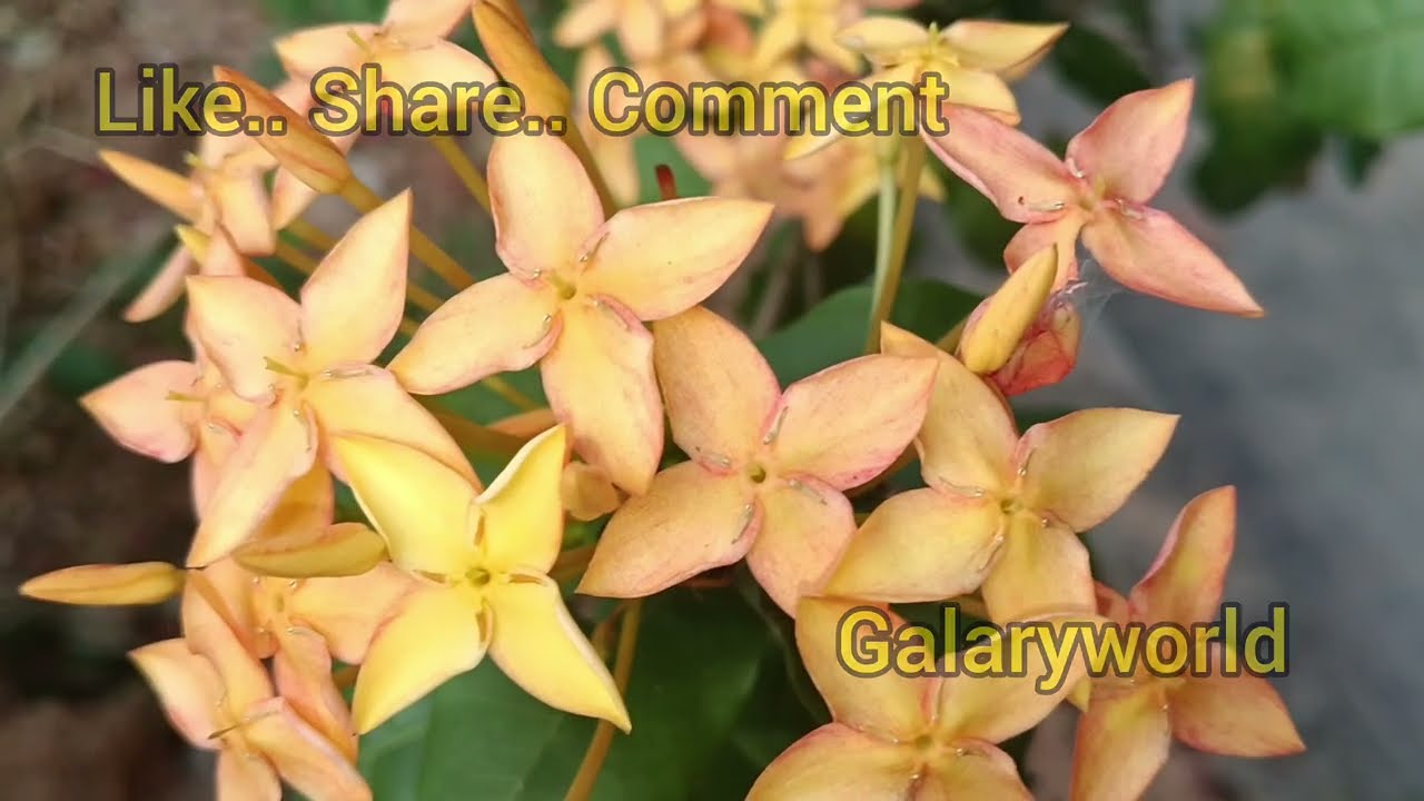 നാടകത്തിൽ കമലന്റെ റോൾ അന്വേഷിച്ചു ശാലിനി.. .. || Episode 1393 || || 09-02-2026 || 