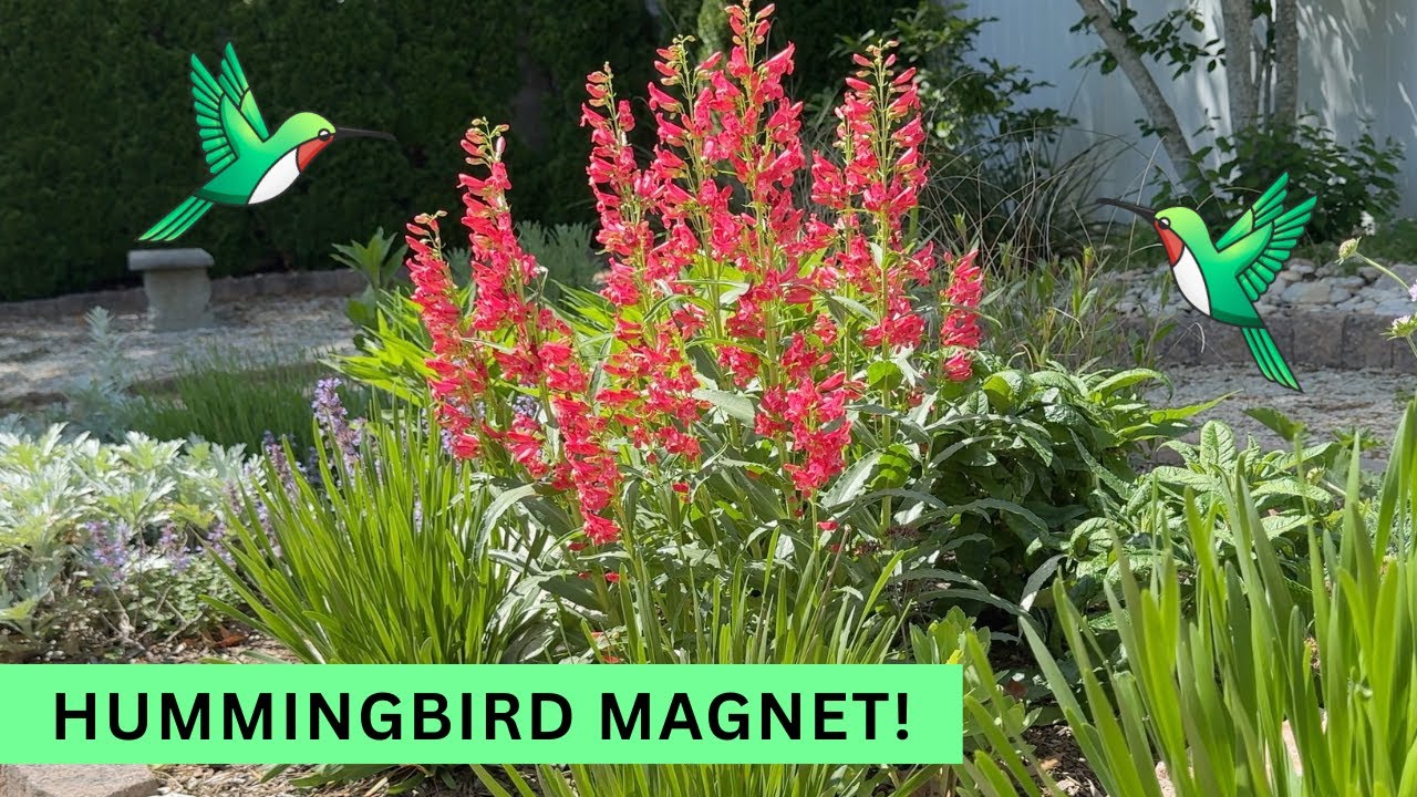 Ditch the Ordinary! Grow This Hummingbird Loving Penstemon