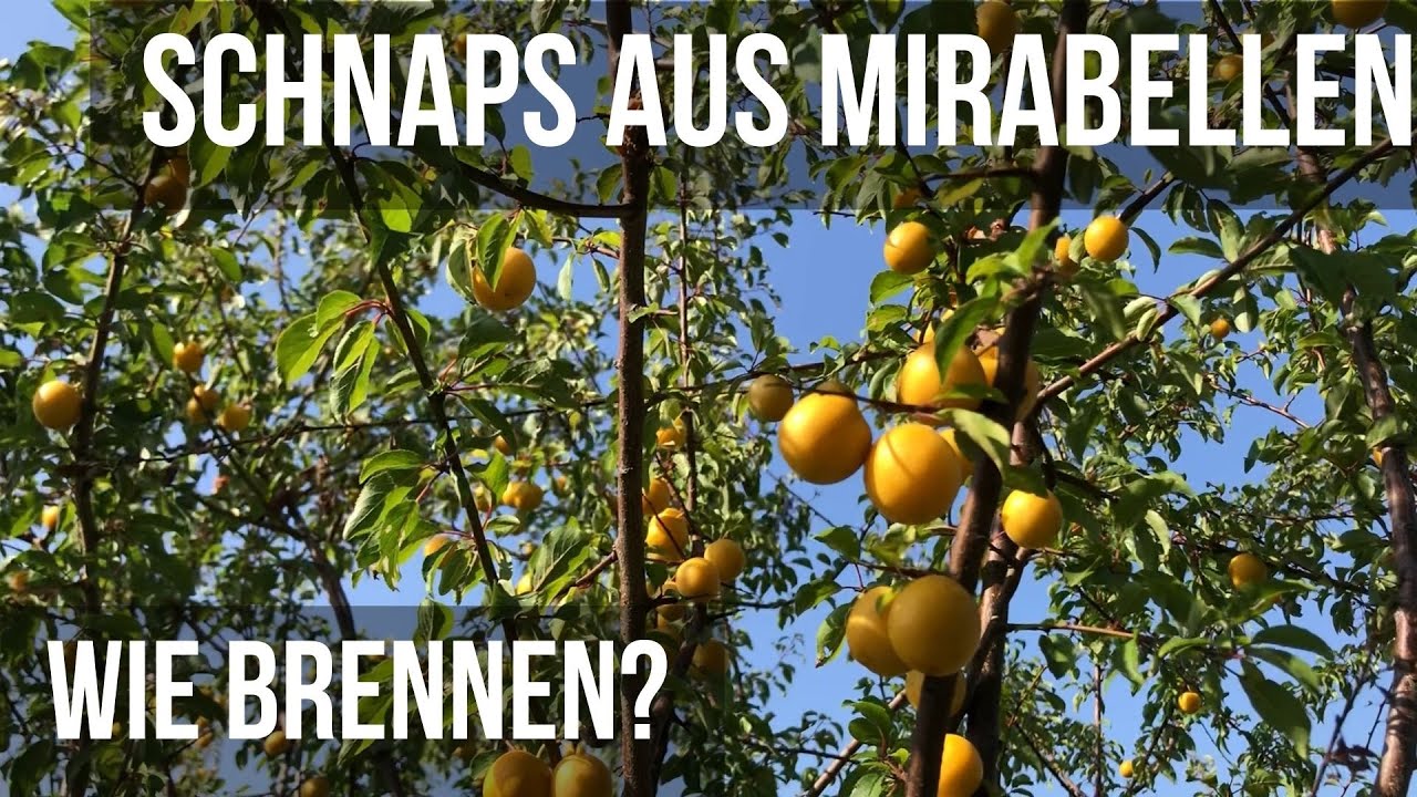 Schnaps brennen - Wie man aus Mirabellen einen feinen Schnaps brennt