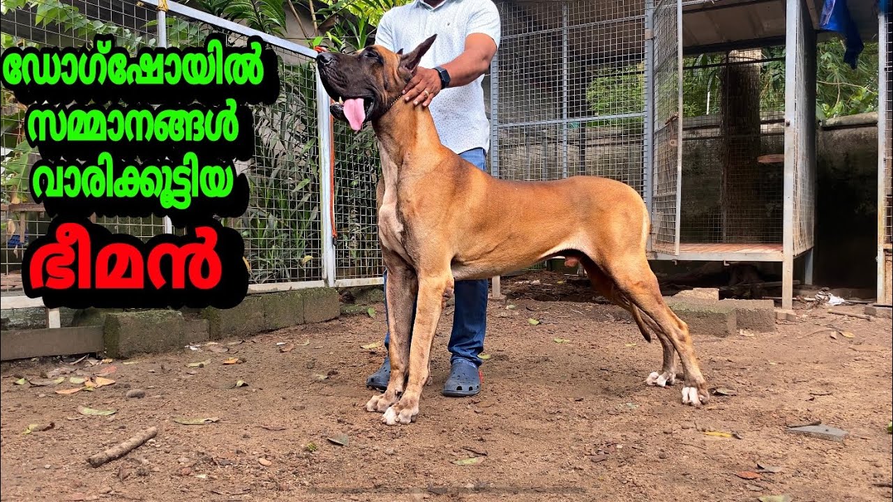 പേര് പോലെ ഇവൻ ശെരിക്കും കൊമ്പൻ തന്നെ🔥🏆🥇|Komban the Great Dane |Ooty dog show winner