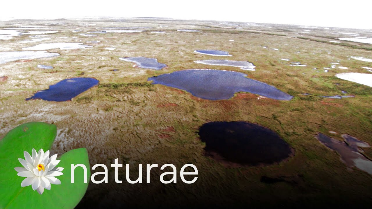 Exploring Wapusk National Park with Musician Sam Roberts - The National Parks Project