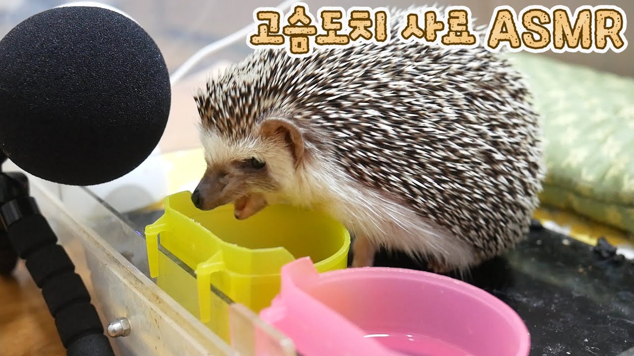 고슴도치 사료 씹는 소리 나만 좋음? : 동물 ASMR