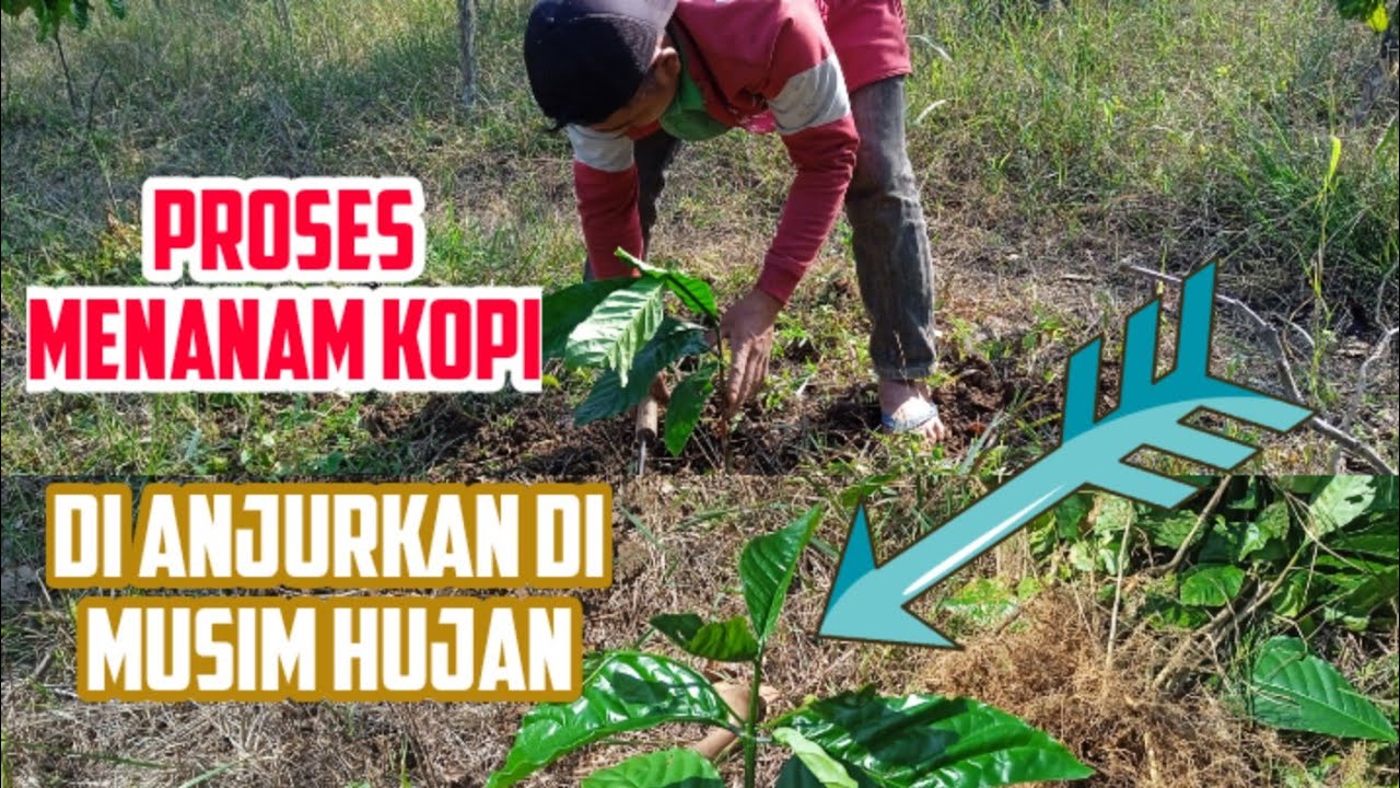 proses menanam kopi di anjurkan di musim hujan