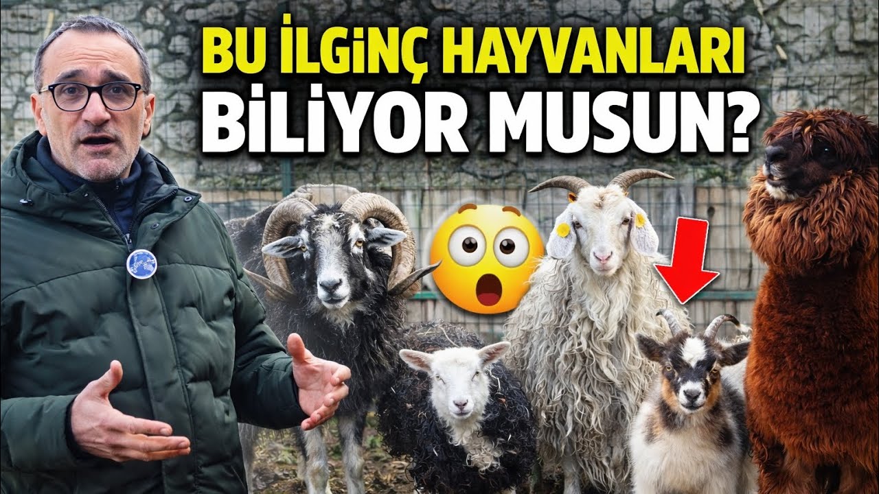 En Farklı Küçükbaş Irklar Bir Arada! Hangisi Daha Kârlı?