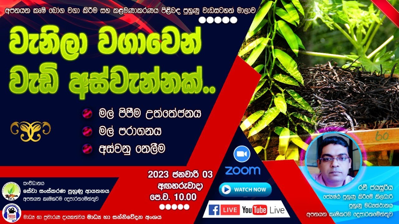 වැනිලා වගාවෙන් වැඩි අස්වැන්නක්