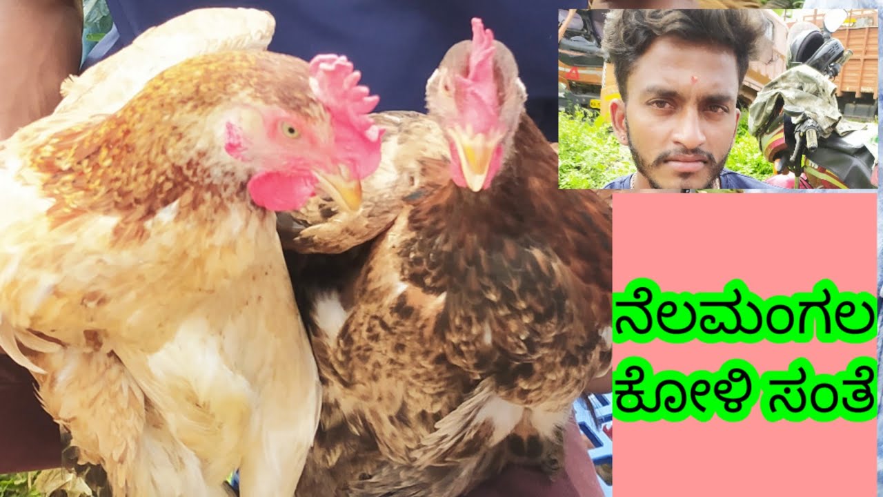 hen bazaar at nelamangala every Friday #@AGRIANIMALS