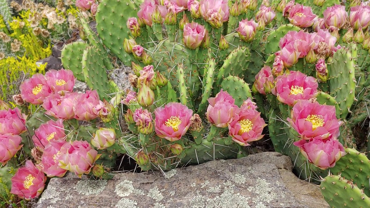 cold hardy cactus Qu&eacute;bec Canada