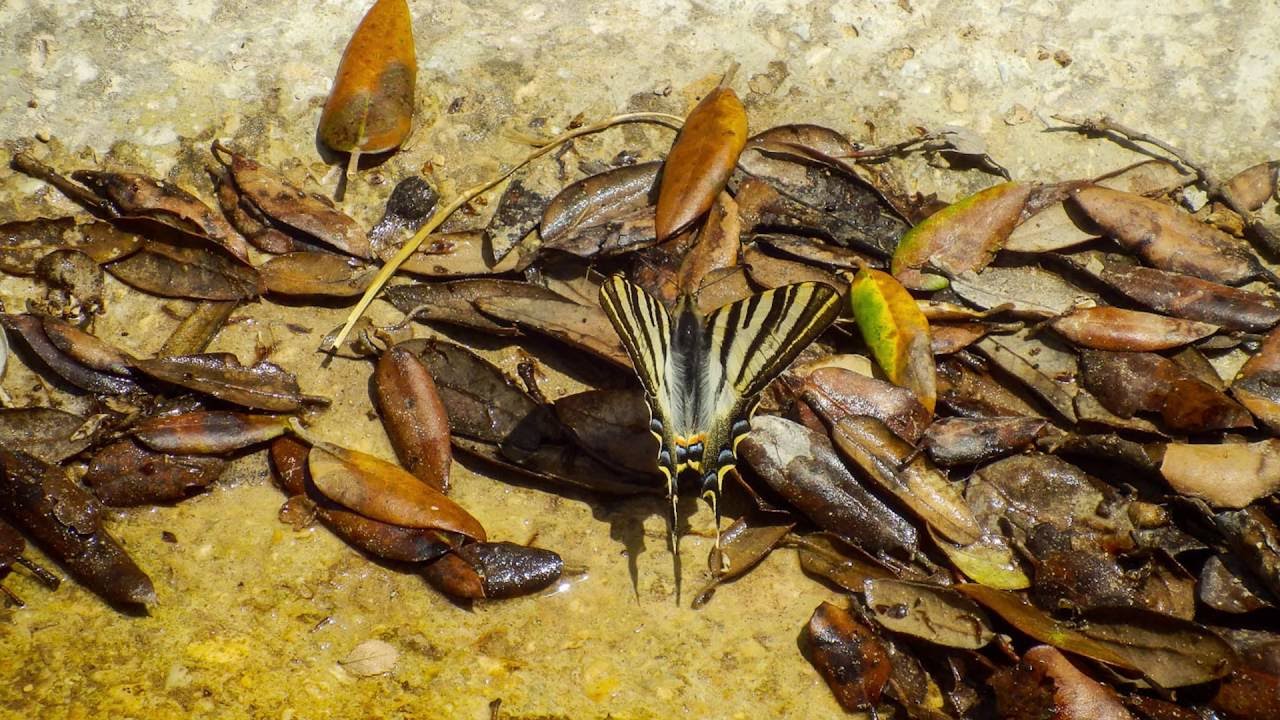 Nacedero Urederra