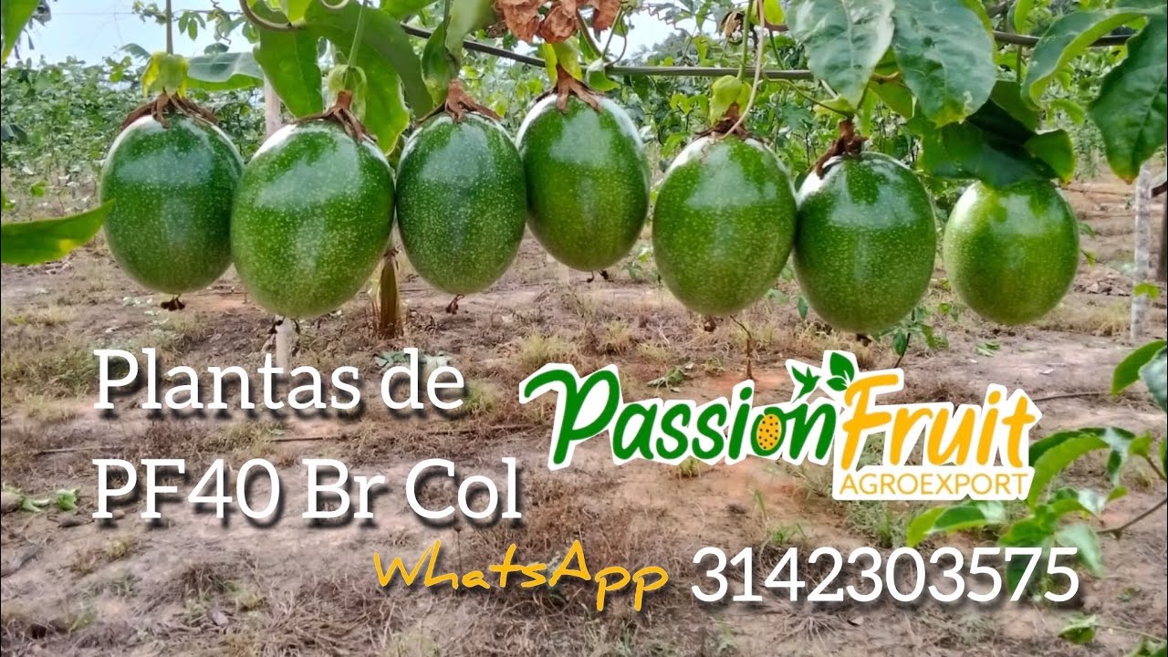 Maracuyá PF40 resultados en Campo con Passion fruit
