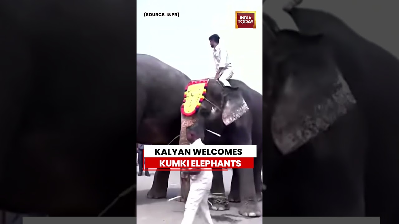 Andhra Pradesh Deputy CM Pawan Kalyan Welcomes Kumki Elephants At Amaravati Camp Office