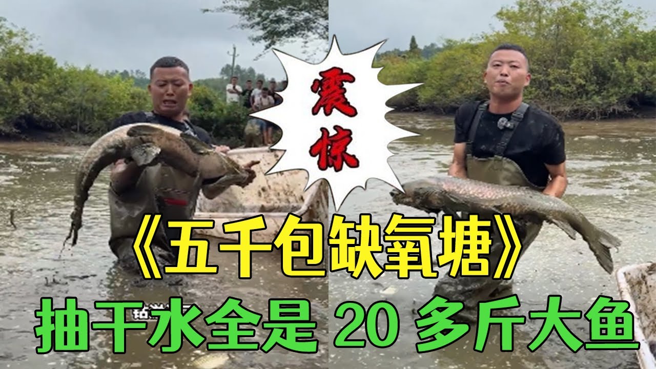 五千包缺氧魚塘，抽幹水全是 20 多斤大魚，塘主當場傻眼#小飛哥#三農#戶外#鄉村守護人 #包塘