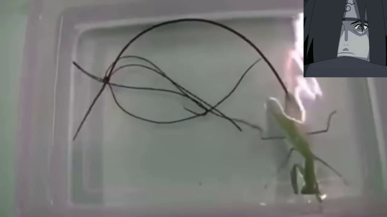 Parásito dentro de una mantis religiosa con música de linkin park
