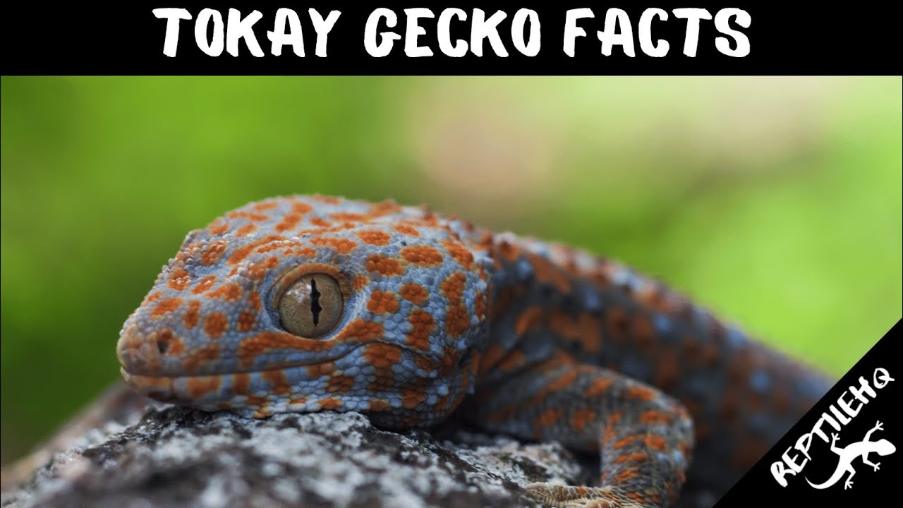 Tokay Gecko Facts That Might Surprise You!