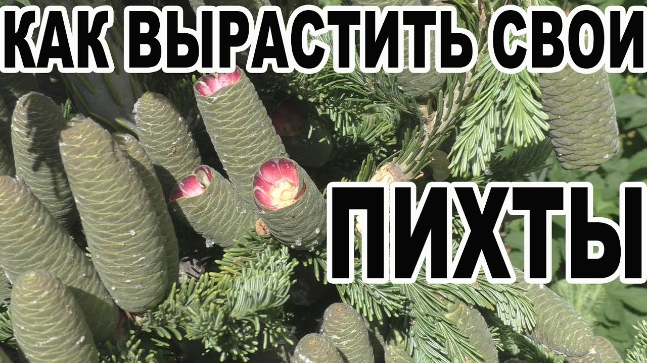 Как вырастить свои пихты