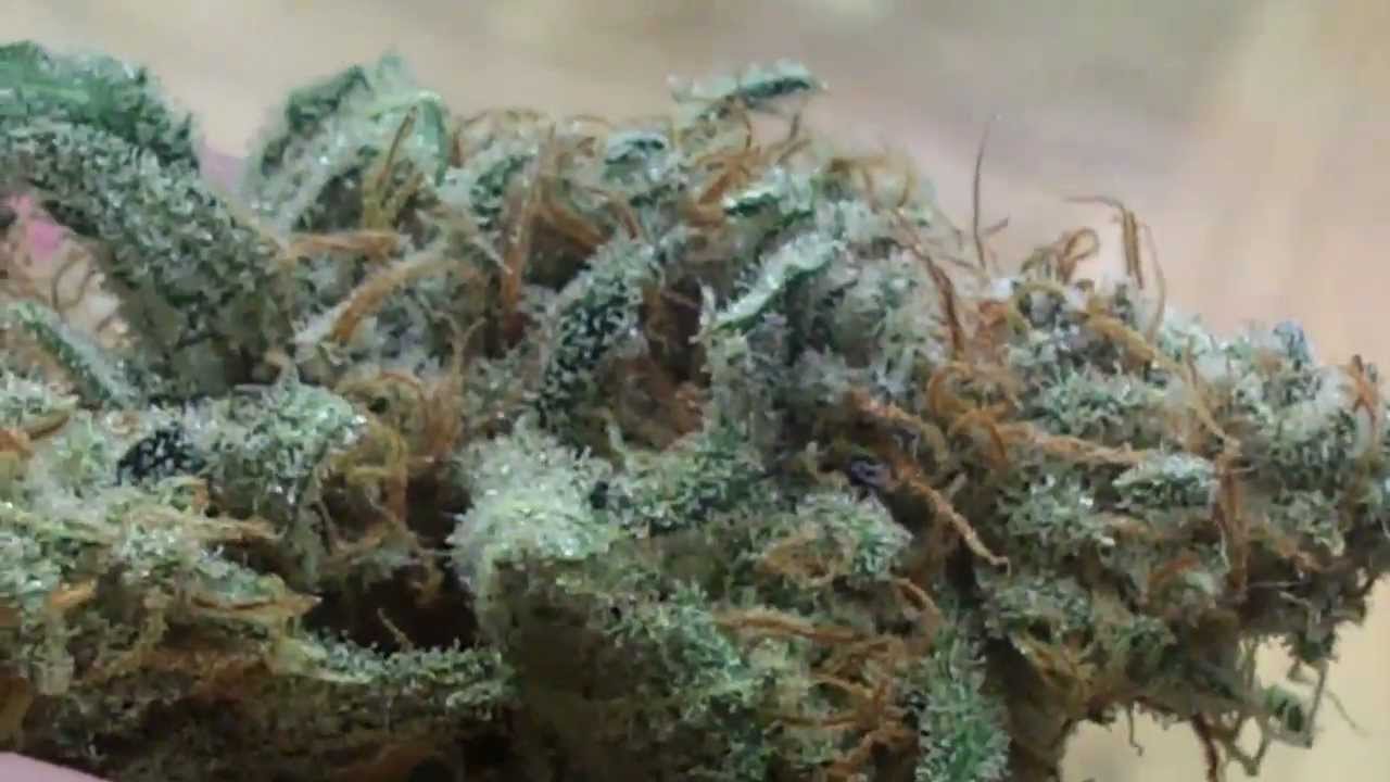 Critical Sensi Star Weigh In - Dragon Juice Results