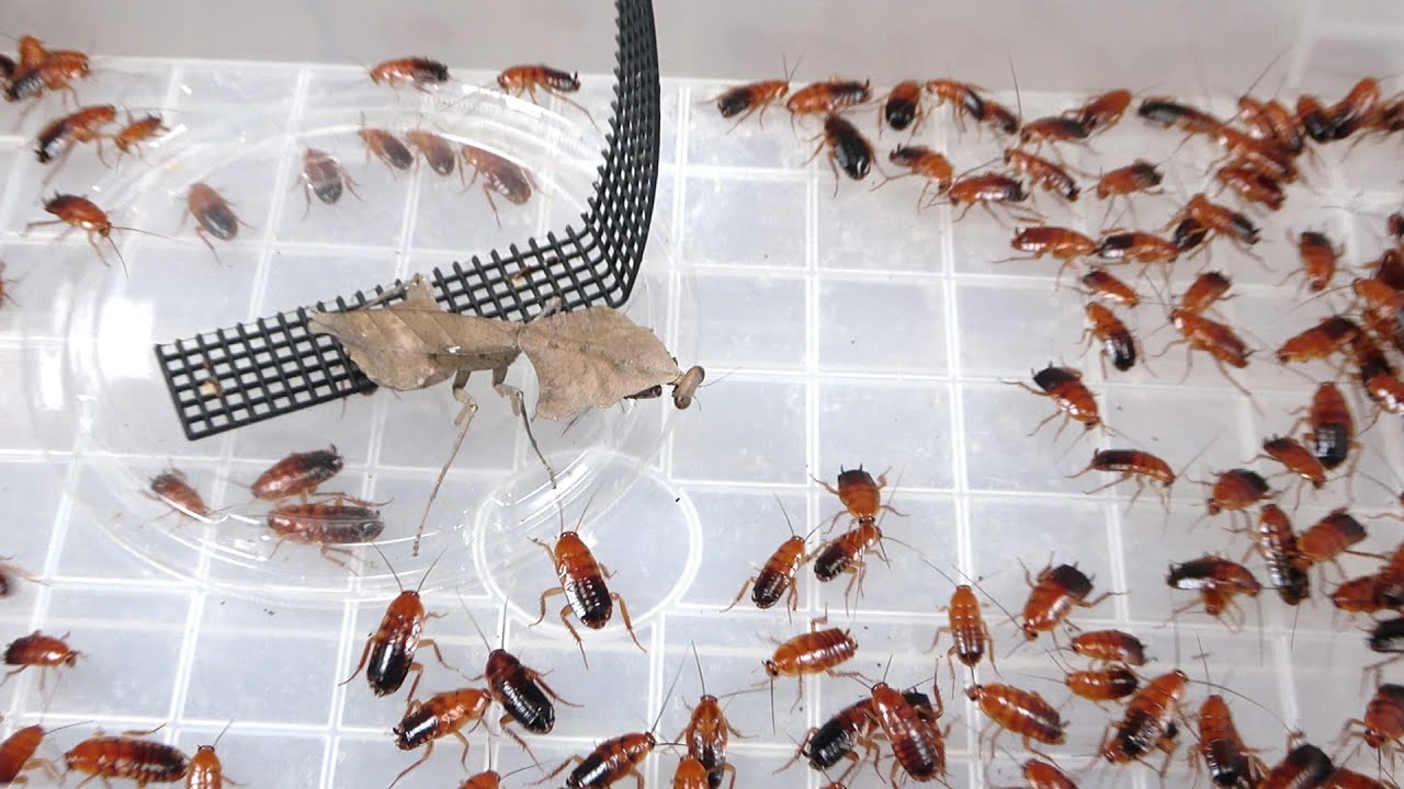 カレハカマキリに大量のゴキブリを見せると…