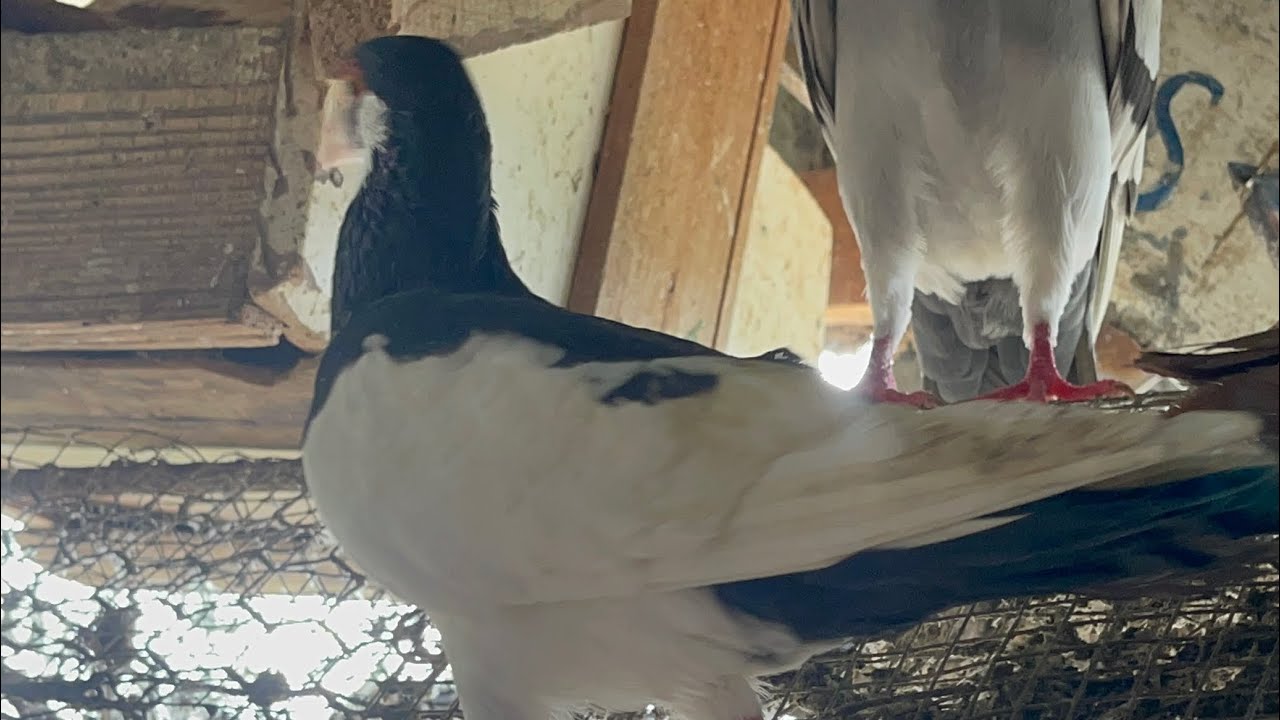 Palomas cruzadas 