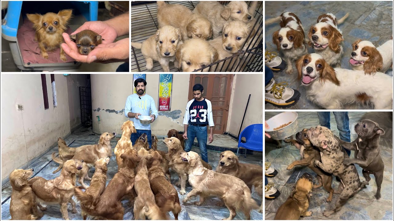 Biggest Dog kennel Multan Punjab Pakistan  Family dog  Golden Retriever | Chihuahua | French Bulldog