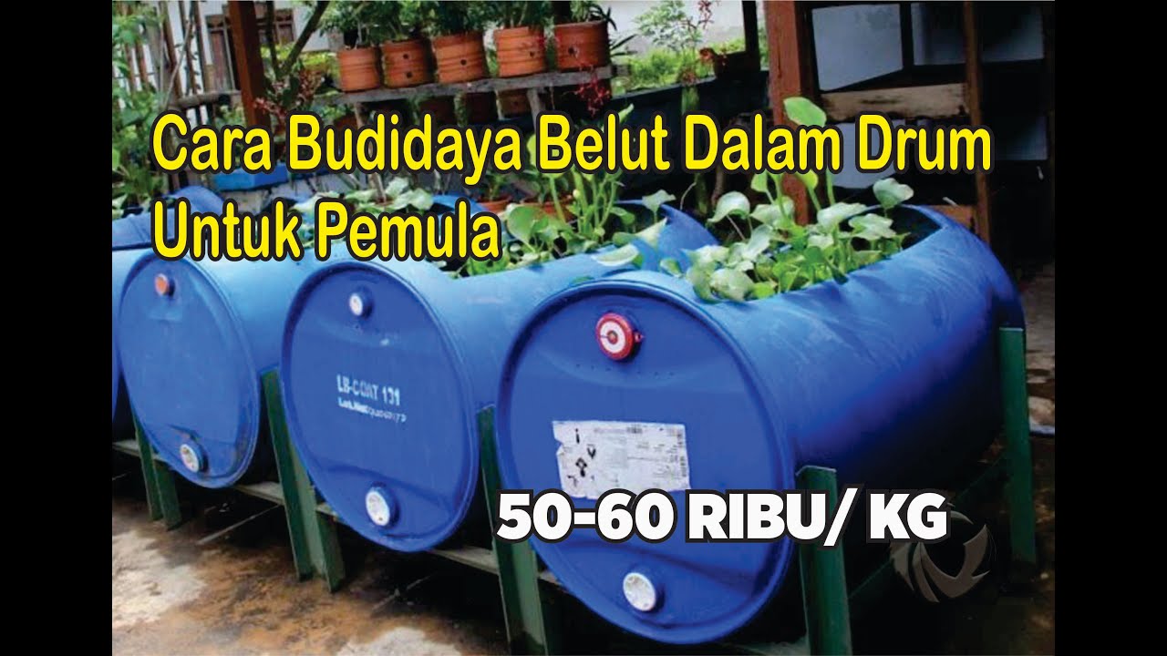 CARA BUDIDAYA BELUT DALAM DRUM. DENGAN CARA INI, SANGAT MUDAH